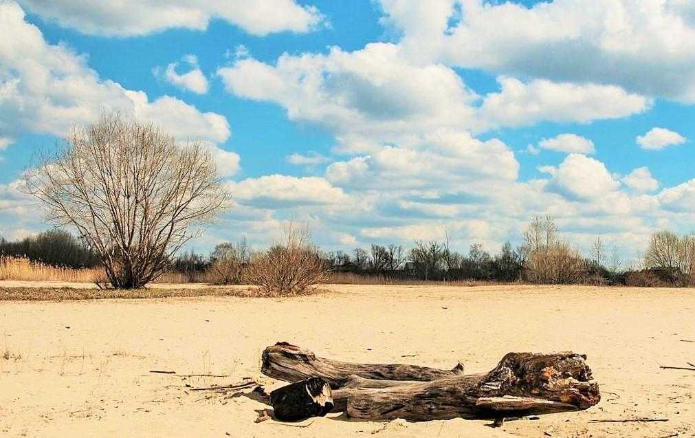 дерево на берегу