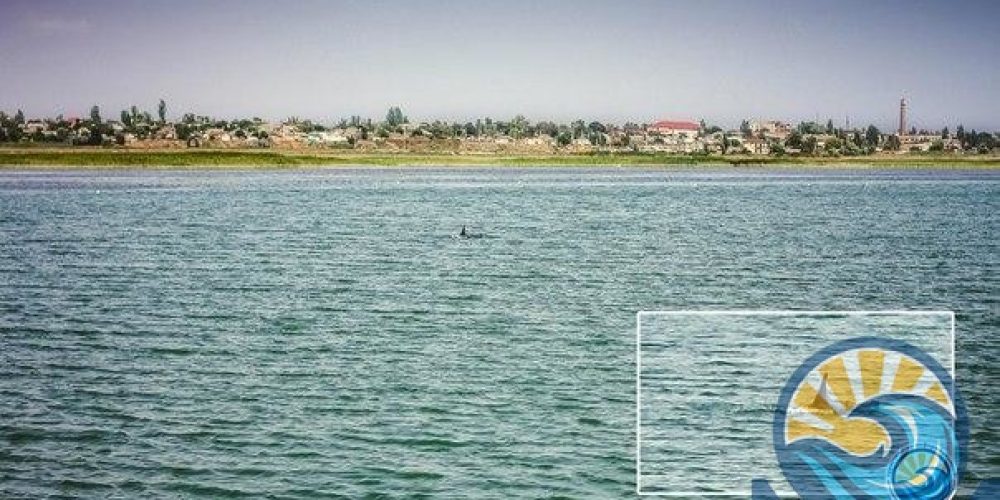 В Геническе зафиксировали дельфинов, которые резвились у берега. ВИДЕО